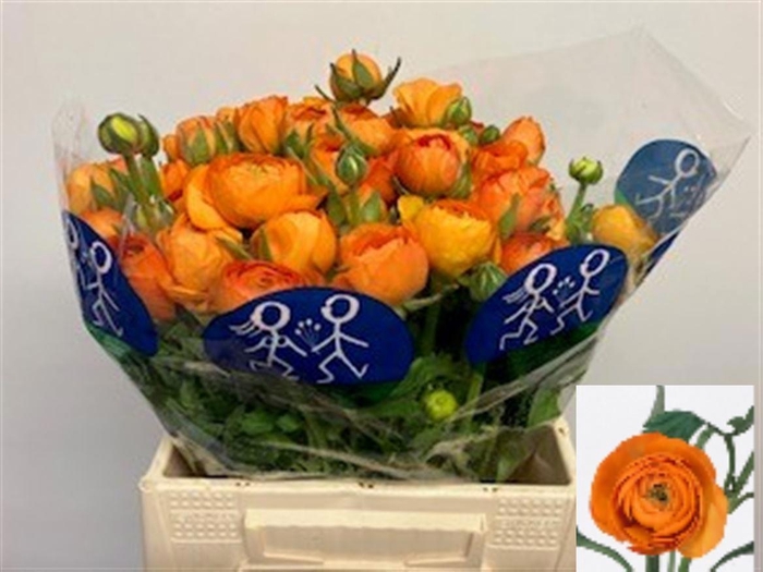 <h4>RAN EL ORANGE</h4>