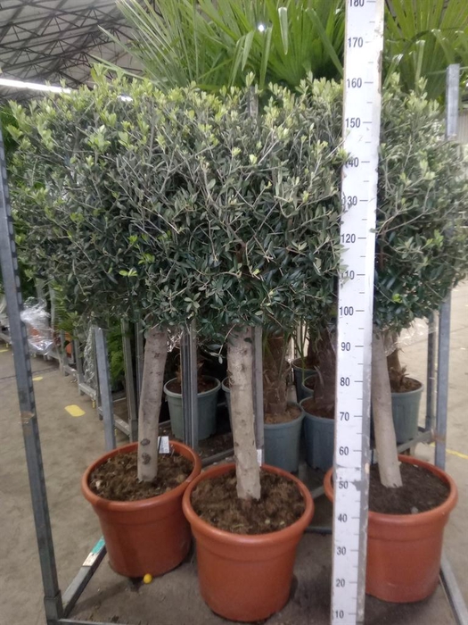 <h4>Olea europaea</h4>