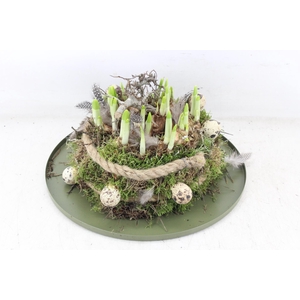 arr4 Narcis MB - Zink plate mos bol XL