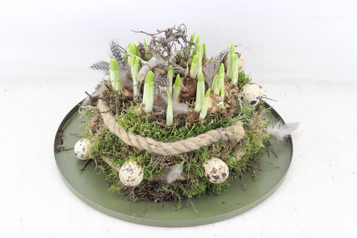 <h4>arr4 Narcis MB - Zink plate mos bol XL</h4>