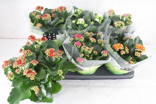 <h4>KAL GE GEM 5 KL</h4>