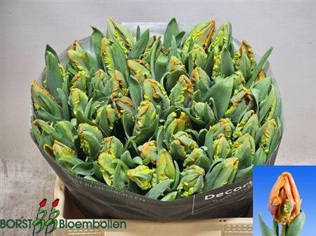 <h4>Tu Pa Irene Parrot</h4>