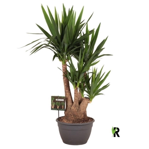 Yucca elephantipes over