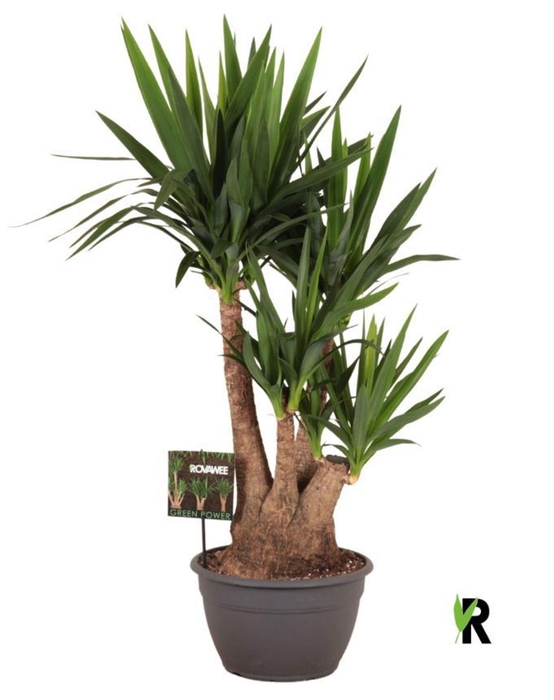 <h4>Yucca elephantipes over</h4>