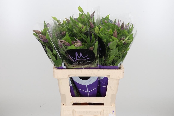 <h4>Clem Amazing London</h4>