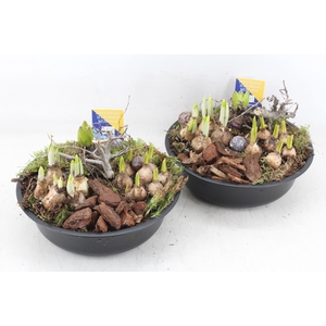 arr4 Bollenmix MB - Zink black kl. 285/4