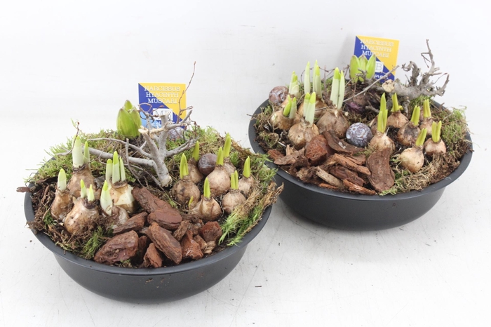 <h4>arr4 Bollenmix MB - Zink black kl. 285/4</h4>