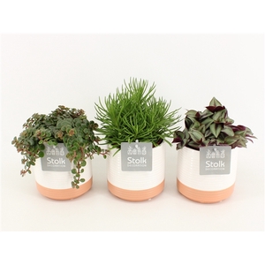 Pure Green Mix in Milou Keramiek soorten : Rhipsalis, Tradescantia, Sedum