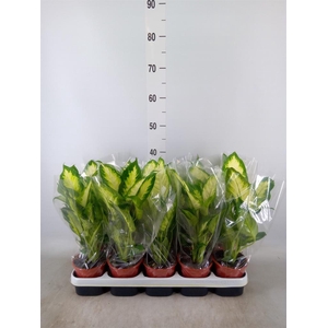 Dieffenbachia  'Camilla'