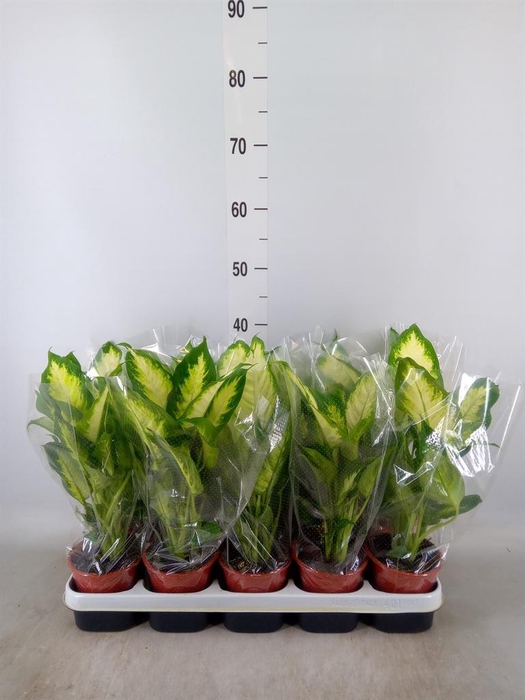 <h4>Dieffenbachia  'Camilla'</h4>