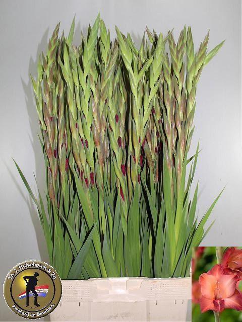 <h4>GLAD GR INDIAN SUMMER 150 GR.</h4>
