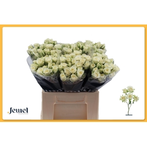 ROSA TR 'SNOWFLAKE'
