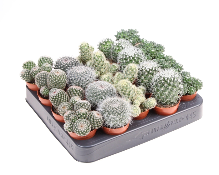 <h4>Mammillaria Mix</h4>