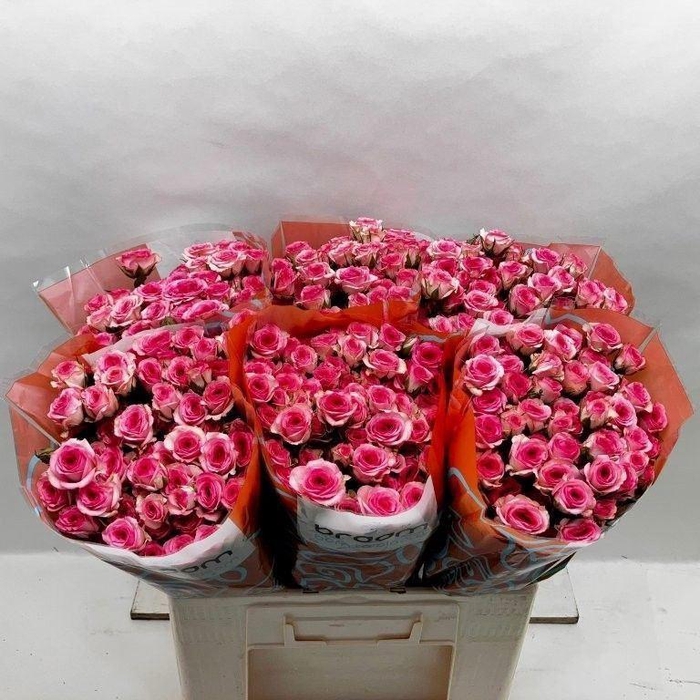 <h4>ROSA TR 'TRALALA'</h4>