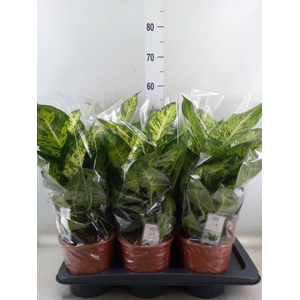 Dieffenbachia  'Sublime'