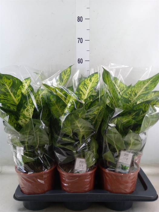 <h4>Dieffenbachia  'Sublime'</h4>