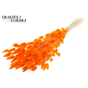 Lagurus Premium per bunch Intense Orange