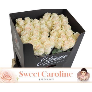 R Gr Sweet Caroline