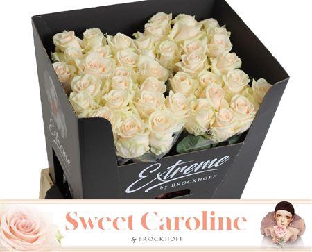 <h4>R Gr Sweet Caroline</h4>