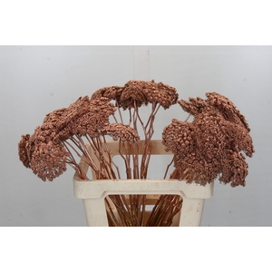 Ammi Visnaga Painted Copper