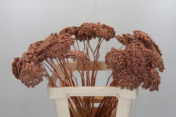 Ammi Visnaga Painted Copper