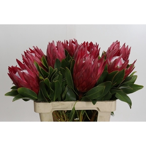 Protea Cynaroides Madiba