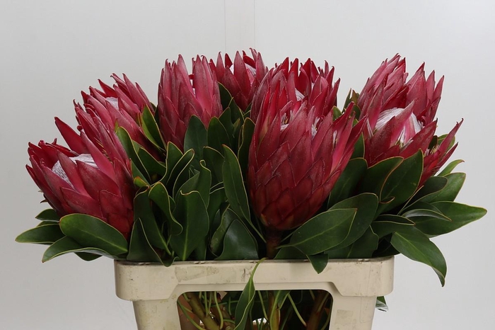 <h4>Protea Cynaroides Madiba</h4>