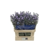 Aster Cassandra