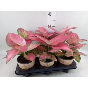 Aglaonema   ...
