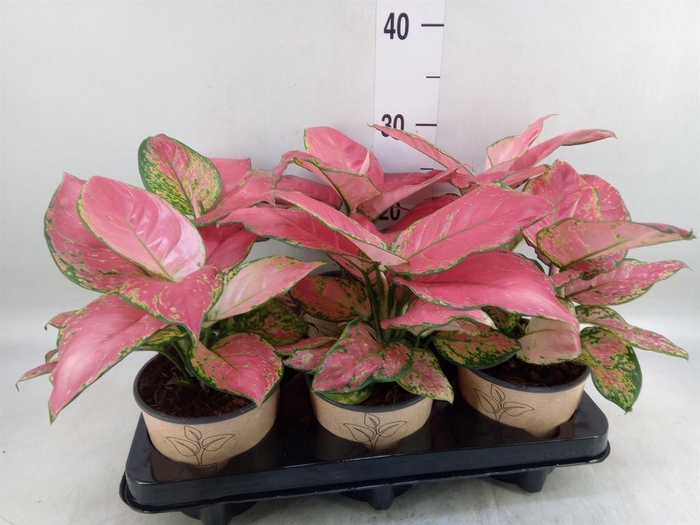 <h4>Aglaonema   ...</h4>