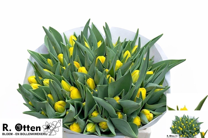 <h4>TU EN STUNNER</h4>