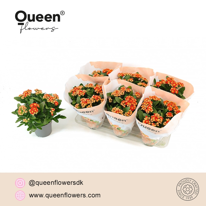 <h4>Kalanchoe Geneva Rood/Geel P14 Queen</h4>