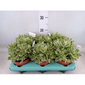 Crassula   ...