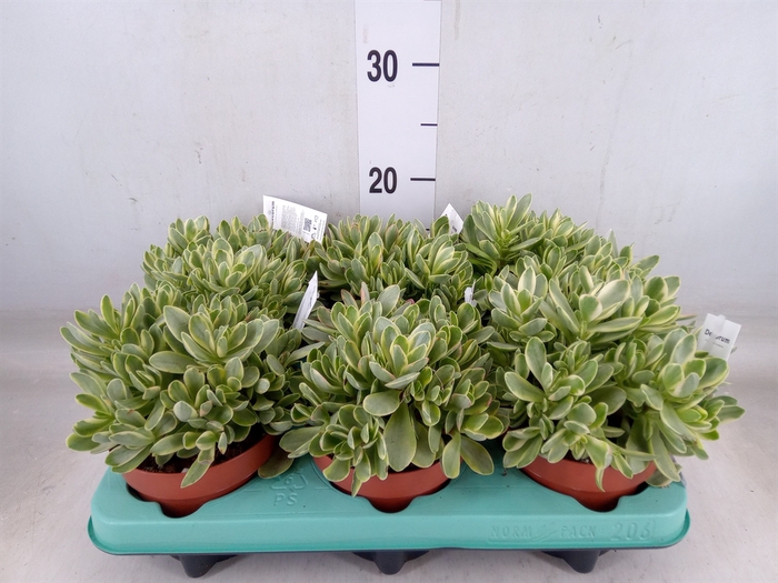 <h4>Crassula   ...</h4>