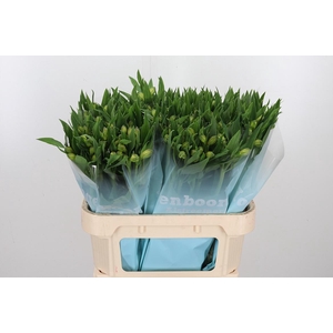 Alstroemeria White Swan 90 Gram