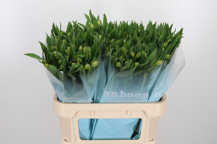 Alstroemeria White Swan 90 Gram