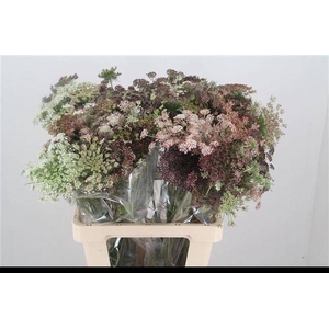 DAUCUS CAROTA DARA