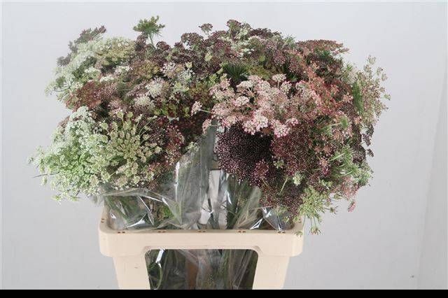 <h4>DAUCUS CAROTA DARA</h4>