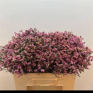 LIM SIN TIFFANY DIAM