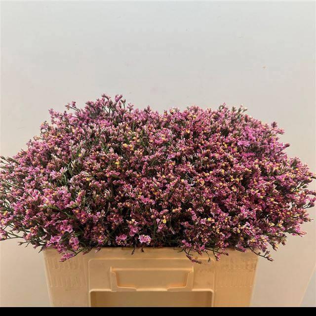 <h4>LIM SIN TIFFANY DIAM</h4>