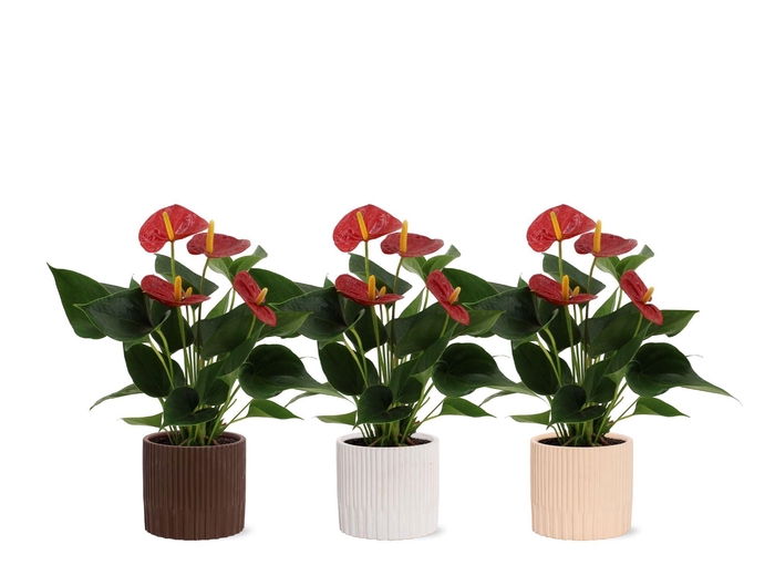 <h4>Anthurium 12 cm Success Red in Lou ceramics</h4>
