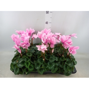 Cyclamen GR 'Fleur En Vogue'