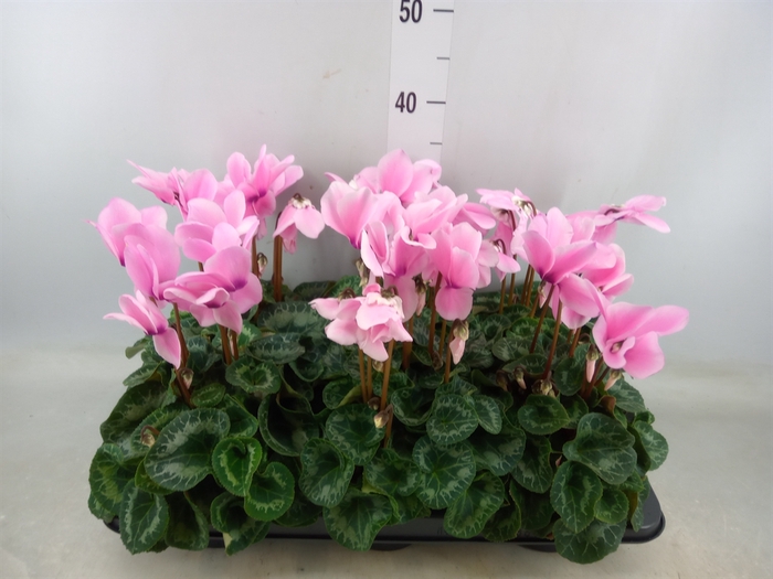 <h4>Cyclamen GR 'Fleur En Vogue'</h4>