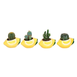 CACTUS MIX P6 L 66698