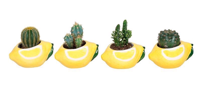 <h4>CACTUS MIX P6 L 66698</h4>