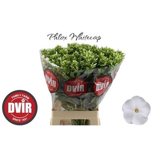 Phlox P Whitecap