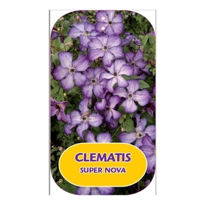 Clematis SUPER NOVA 'Zo09088' PBRaf & PPaf