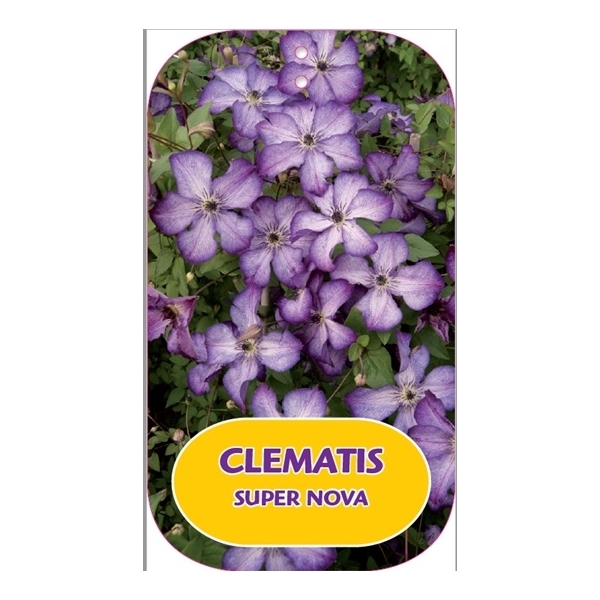 <h4>Clematis SUPER NOVA 'Zo09088' PBRaf & PPaf</h4>
