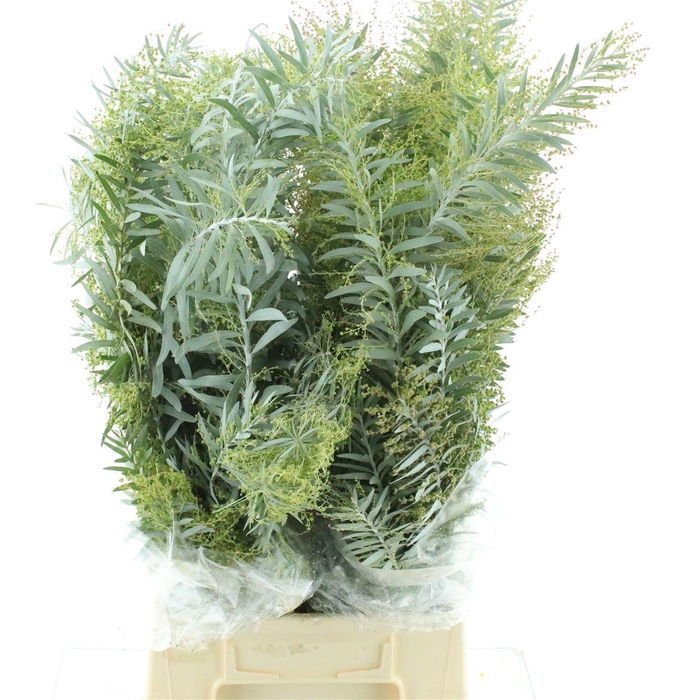 <h4>DECOGROEN OV BS</h4>