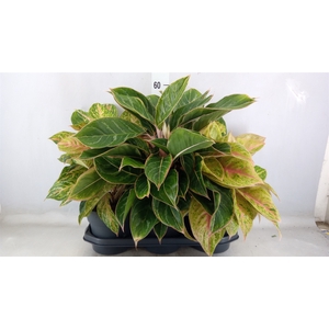 Aglaonema   ...